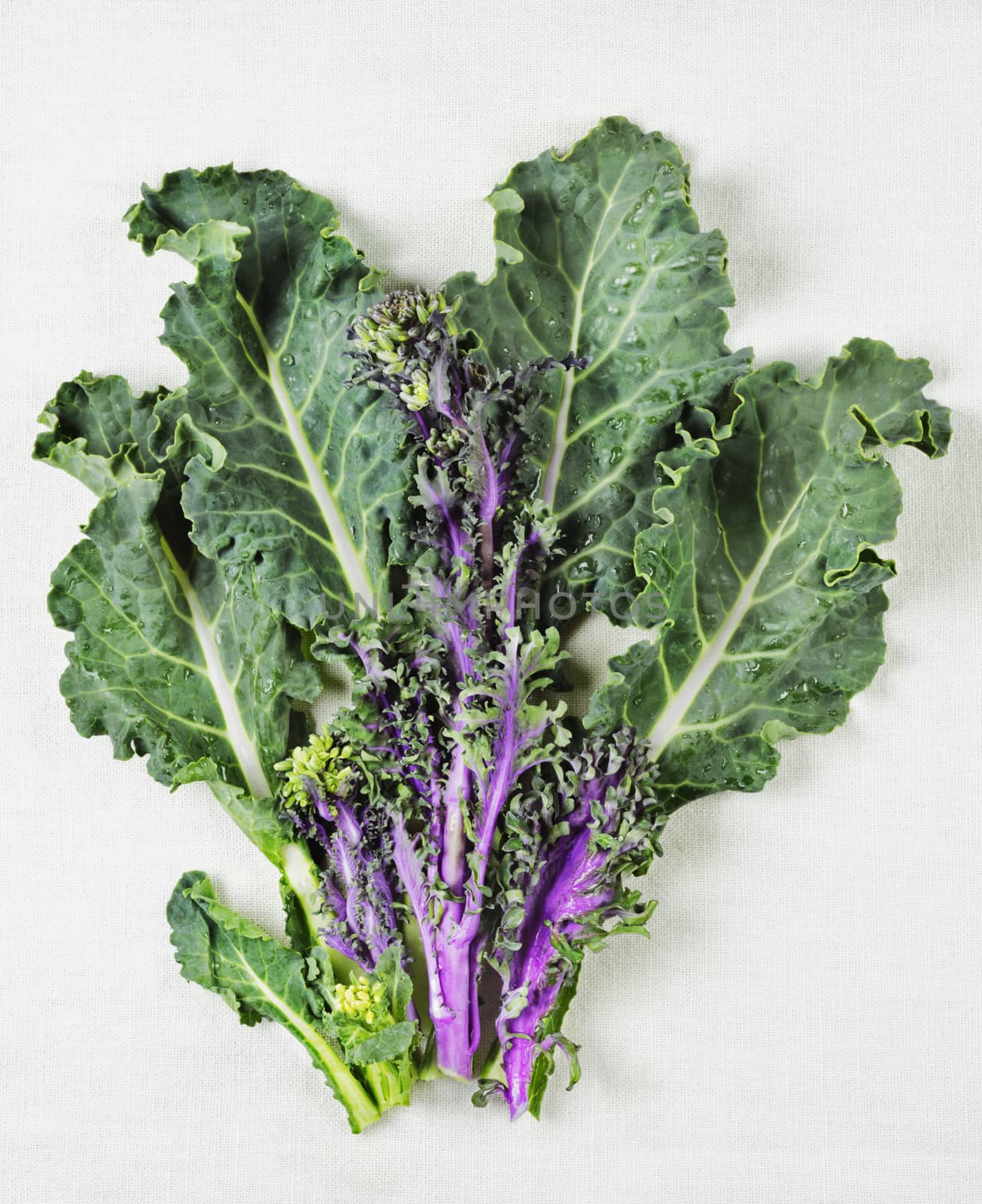 Beautiful green and purple leaves of kale on a white cotton cloth , curly edges and vibrant colors 