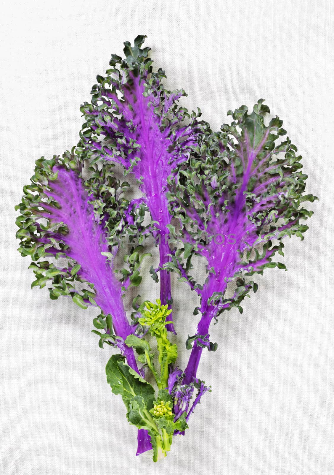 Beautiful green and purple leaves of kale on a white cotton cloth , curly edges and vibrant colors