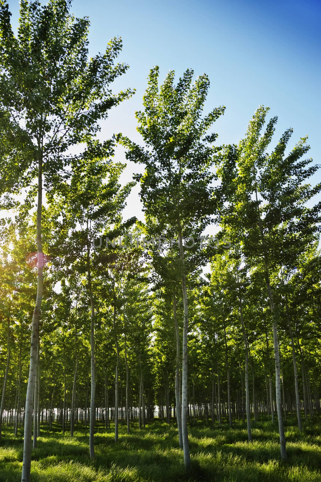 Rows of aspen trees -poplar -in a sunny and windy day , beautiful lawn with grass ,high contrast light with a reflection of the sun