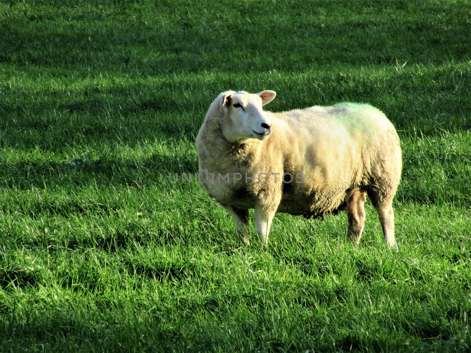 One sheep standing on the green meadow looking around by Luise123