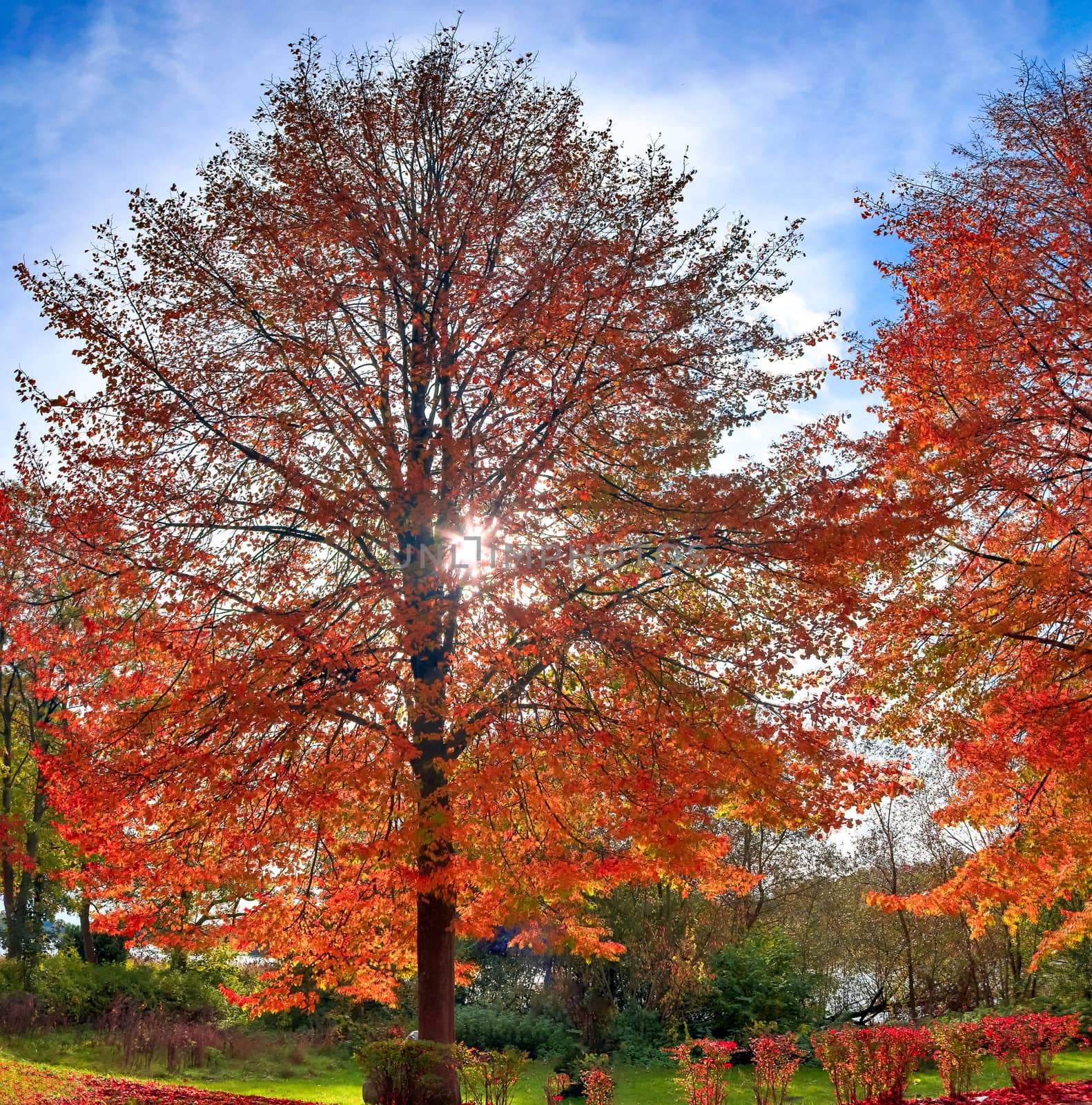 Beautiful autumn tree with red and orange colored leaves on a sunny day