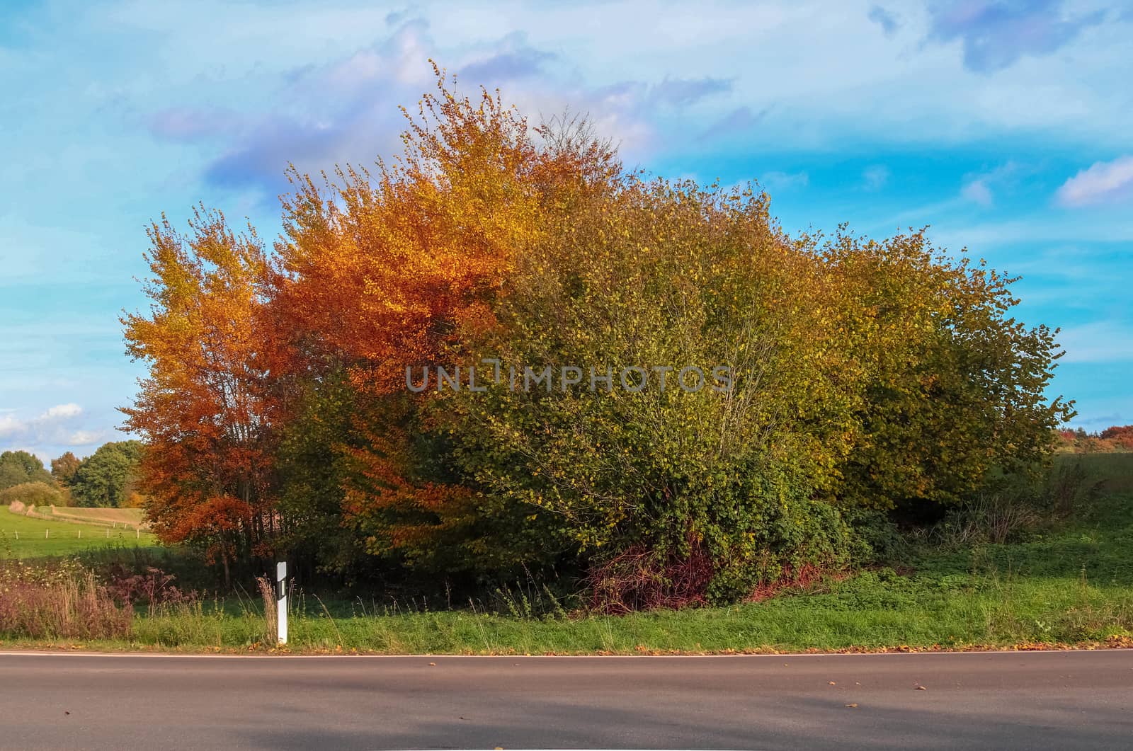 Beautiful autumn tree with orange and red colored leaves on a su by MP_foto71