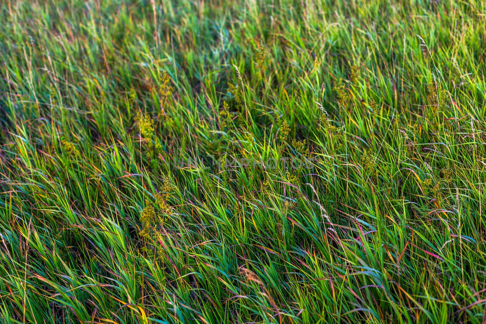 mixed colored grass with sun burnt ends senective focus background with differend shades of green