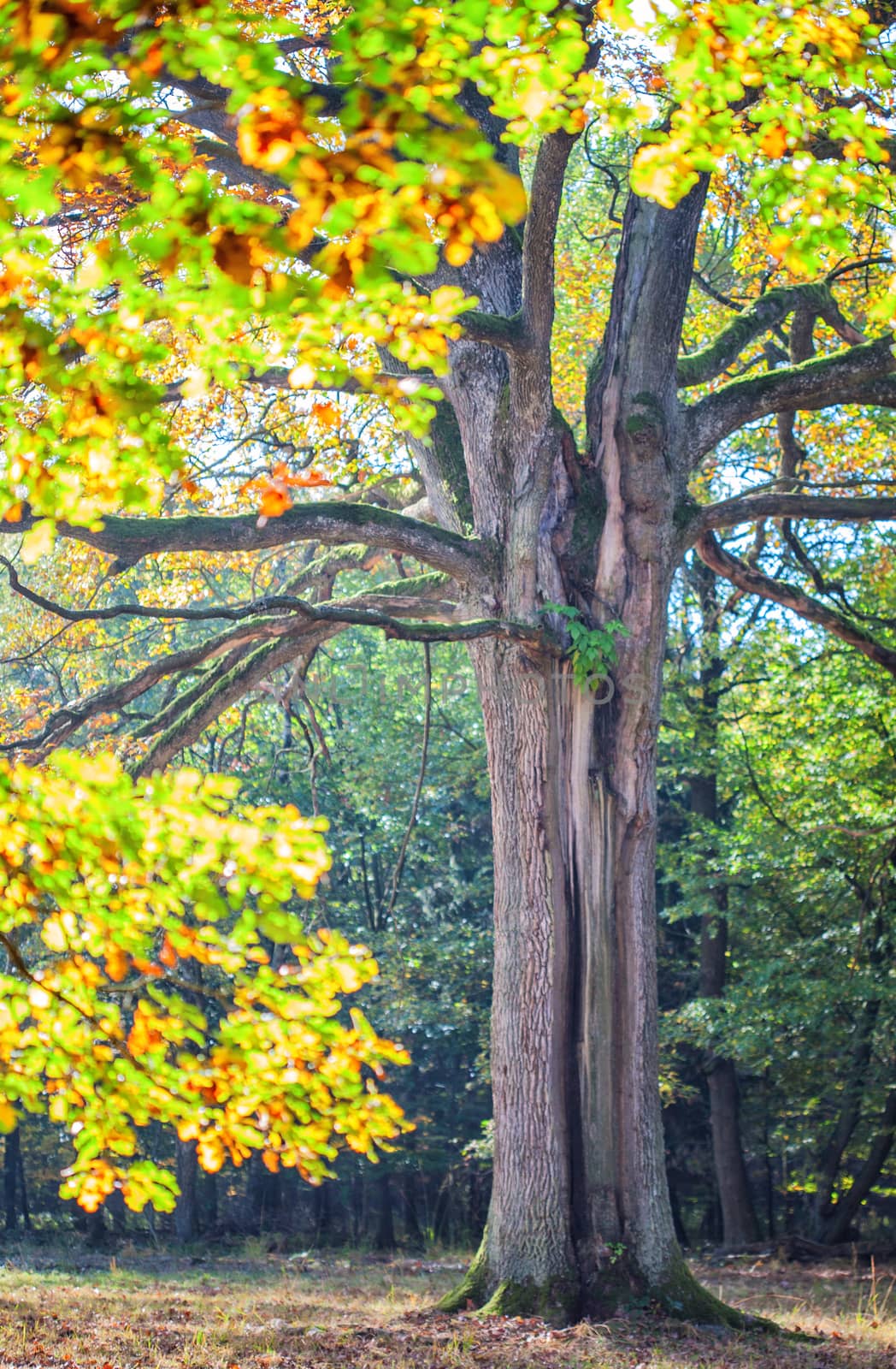 Autumnal colored oak tree