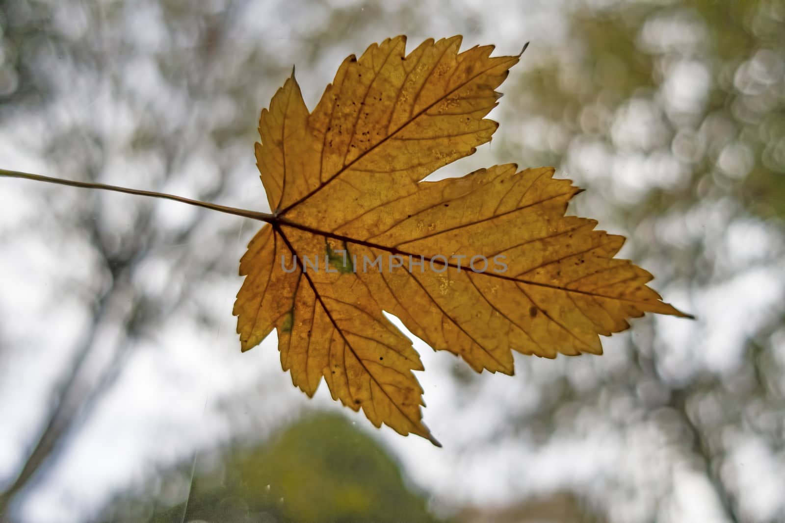 close up autumn leaf in nature by yilmazsavaskandag