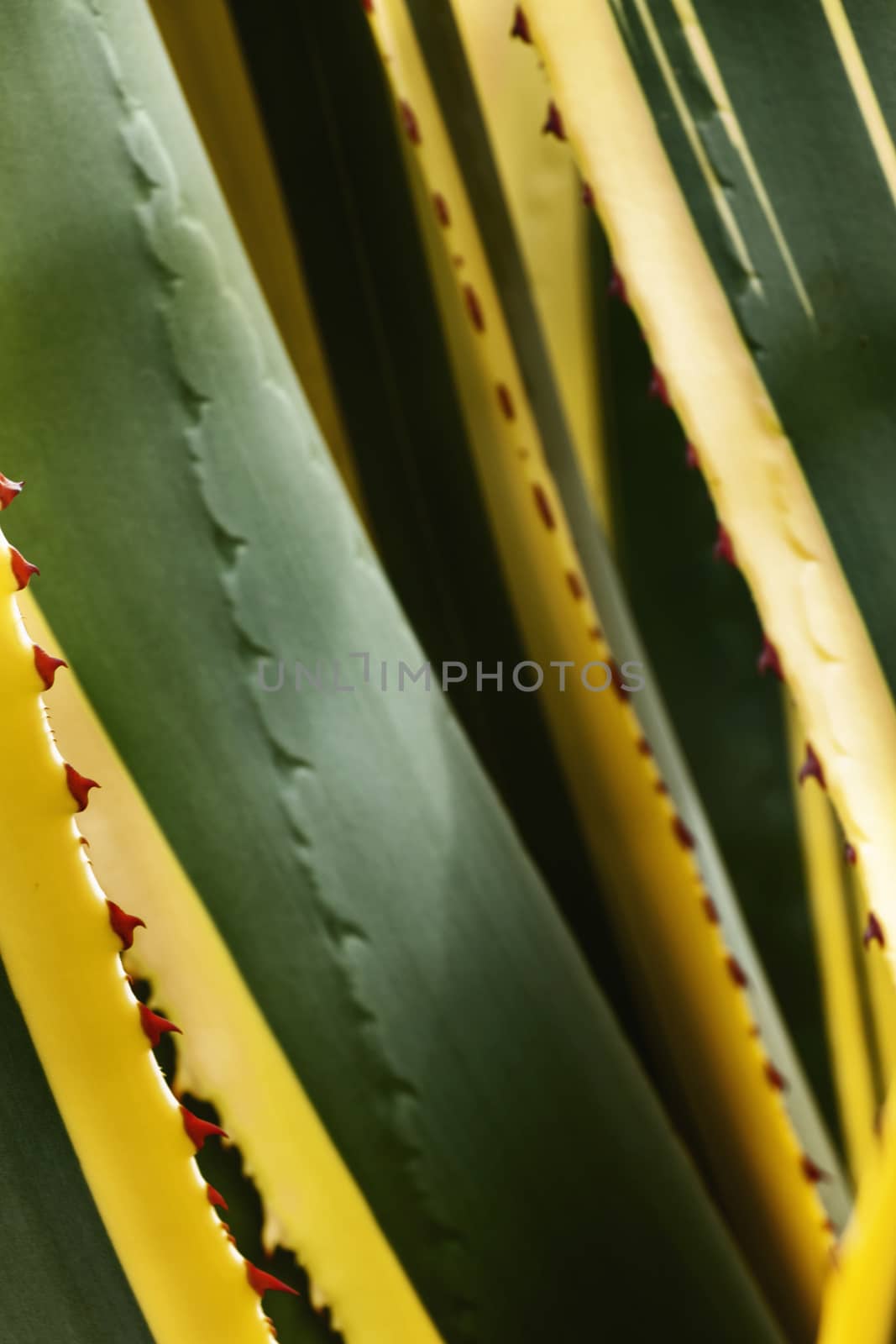 American agave ,sentry plant , long green leaves with red thorns an yellow margin ,selective focus ,vertical composition ,diagonal lines 