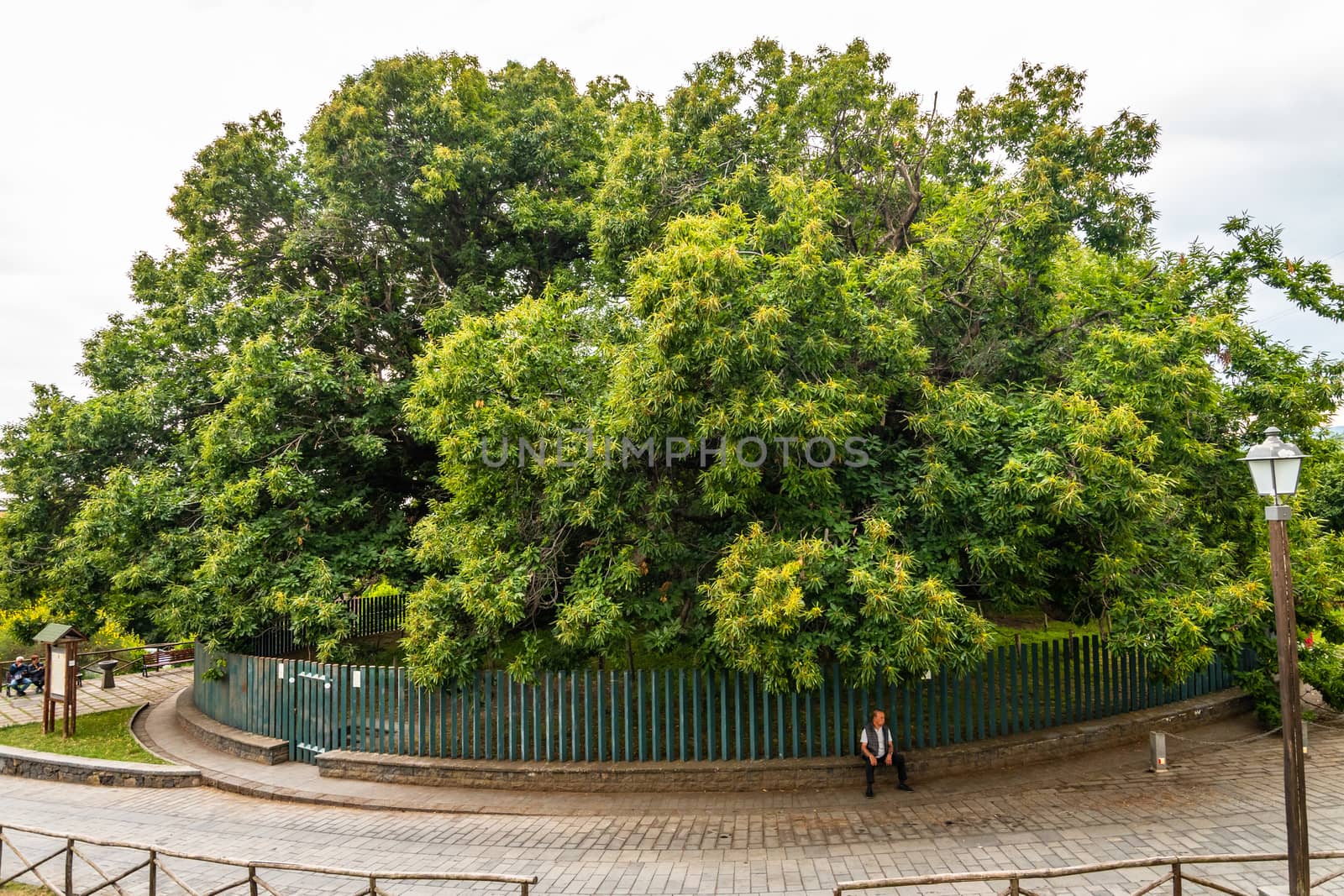 The Hundred-Horse Chestnut in Sant'Alfio, Catania, Sicily. It is the largest and oldest known chestnut tree in the world