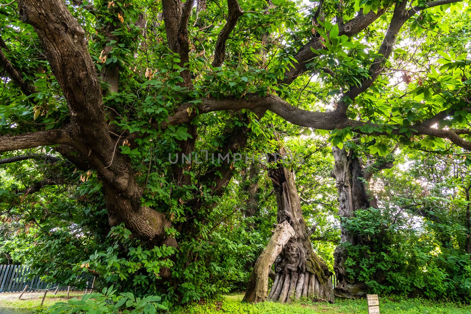 The Hundred-Horse Chestnut in Sant'Alfio, Catania, Sicily by mauricallari