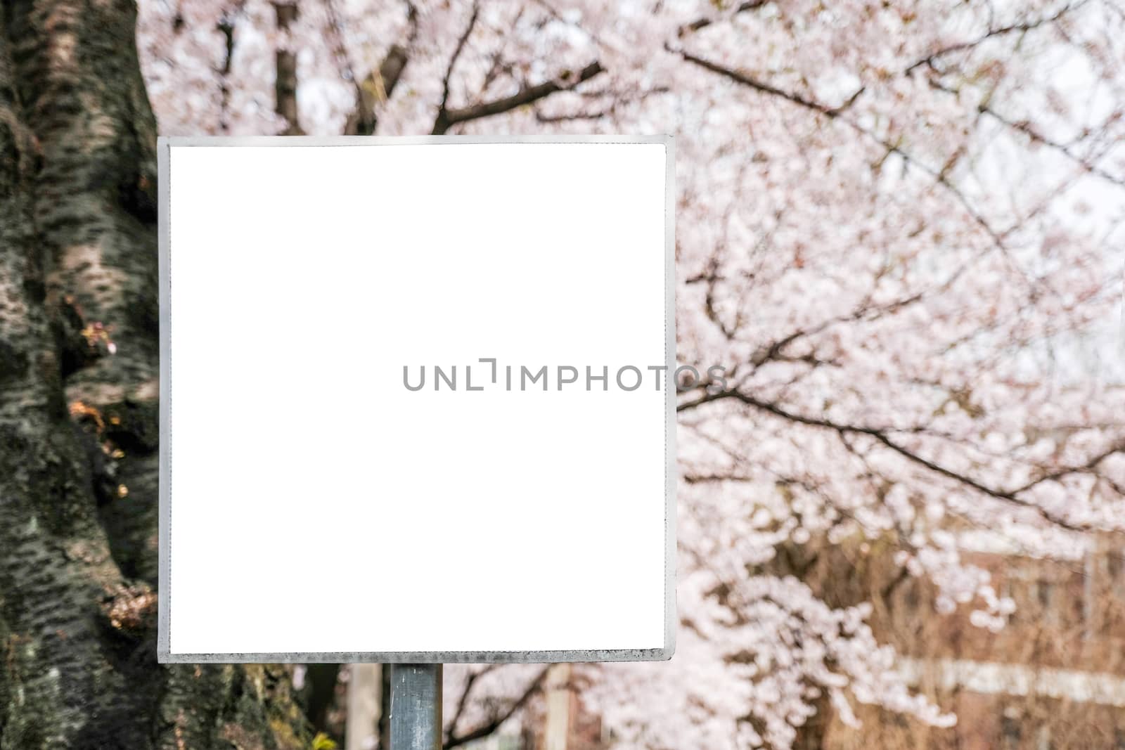 blank outdoor white board at a sidewalk and Sakura background by Surasak