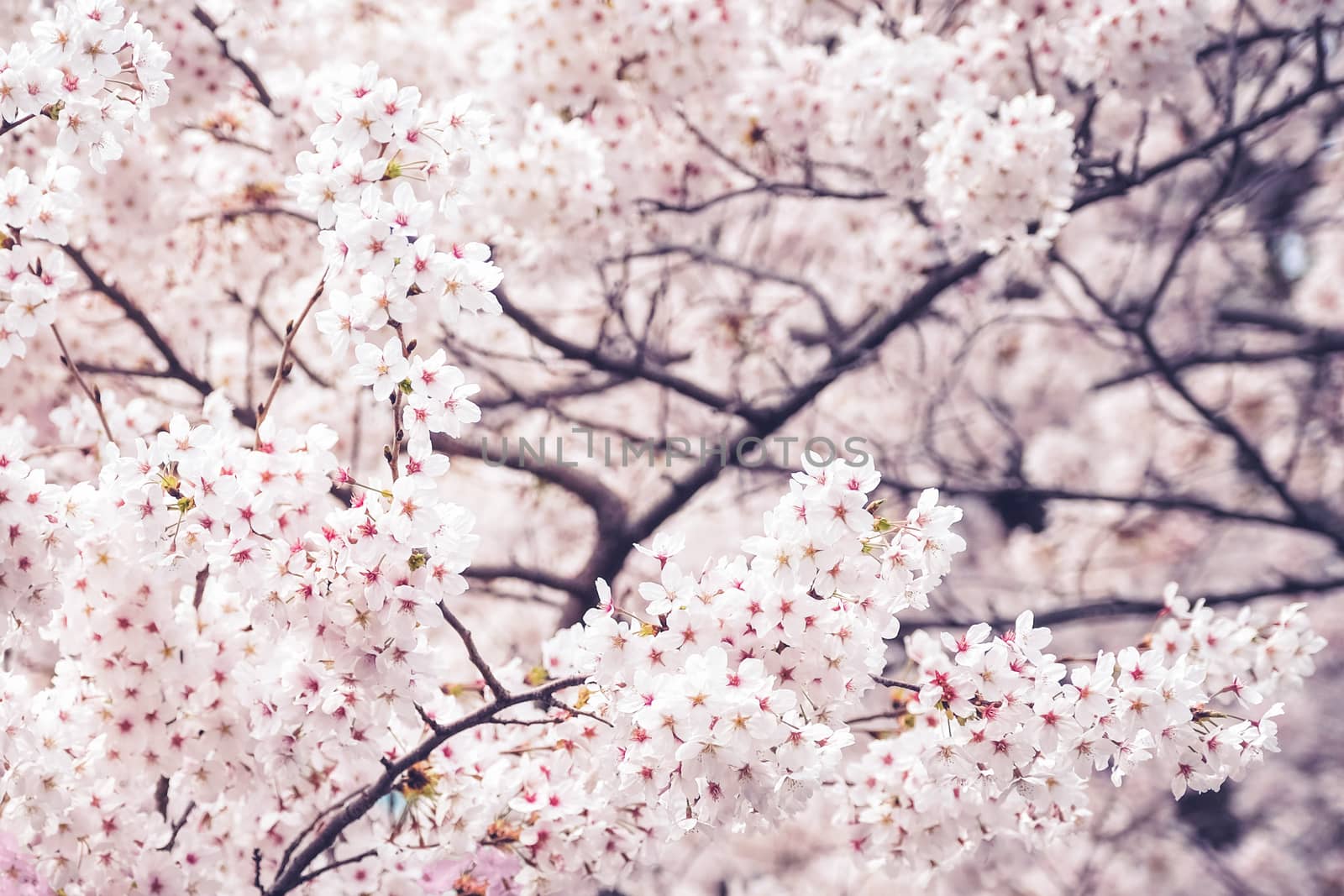 Beautiful blooming cherry blossom [sakura] detail and close up at Springtime is South Korea