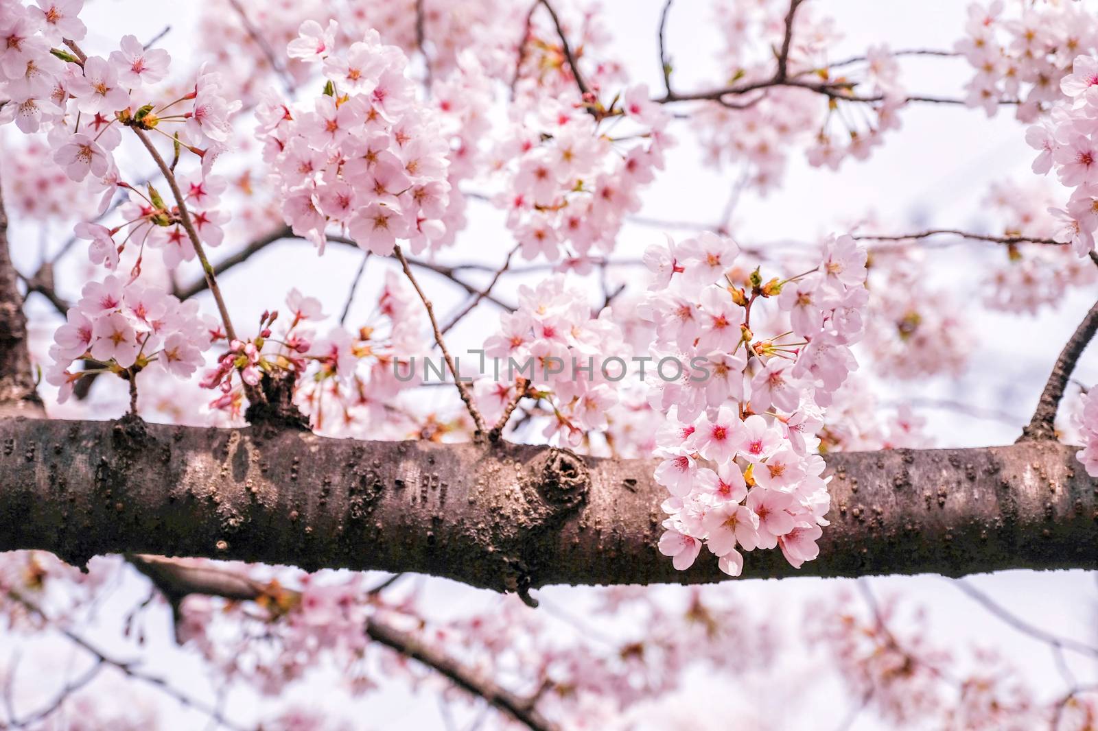 Beautiful blooming cherry blossom [sakura] detail and close up a by Surasak