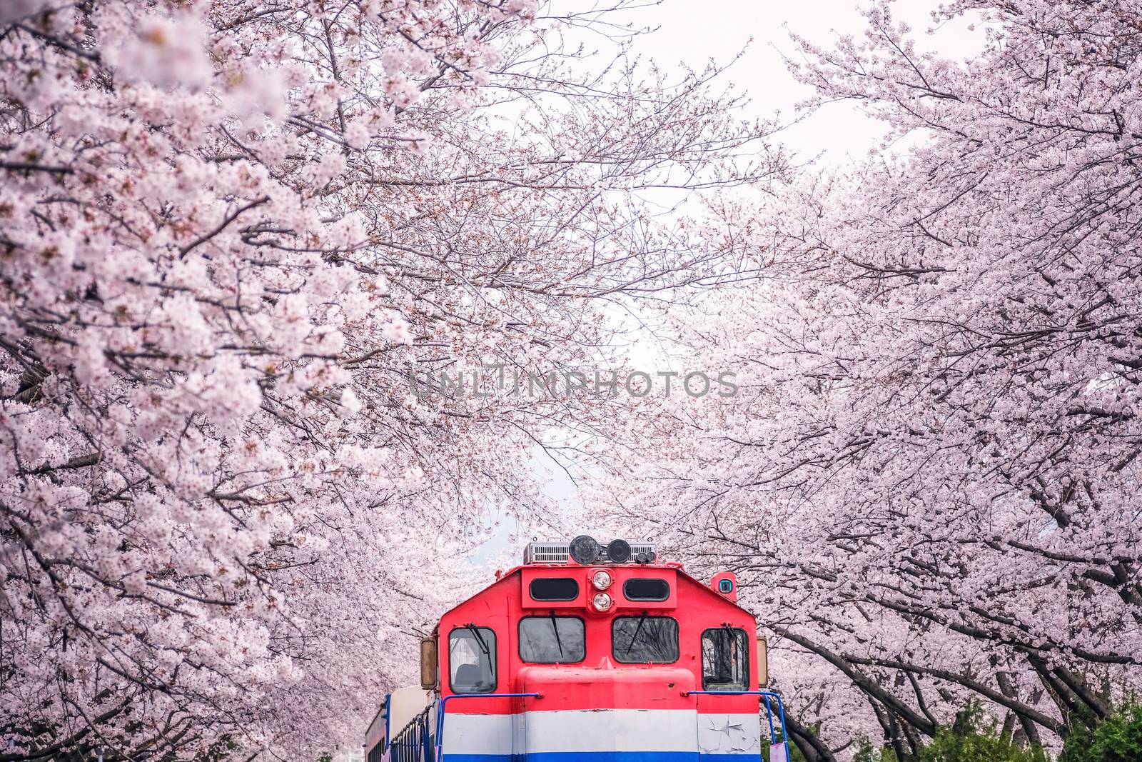Busan train between raw of cherry blossom in Jinhae, Jinhae Gunh by Surasak