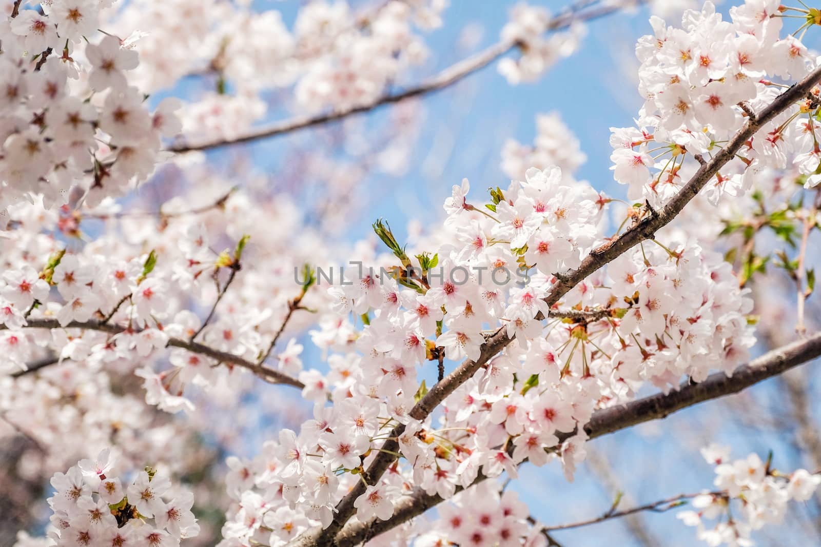 Beautiful blooming cherry blossom [sakura] detail and close up at Springtime is South Korea