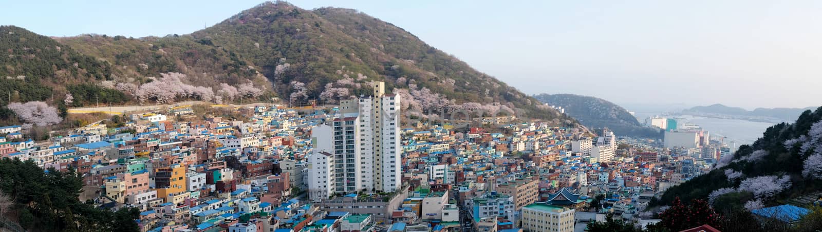 View of Gamcheon Culture Village, Busan, South Korea. by Surasak