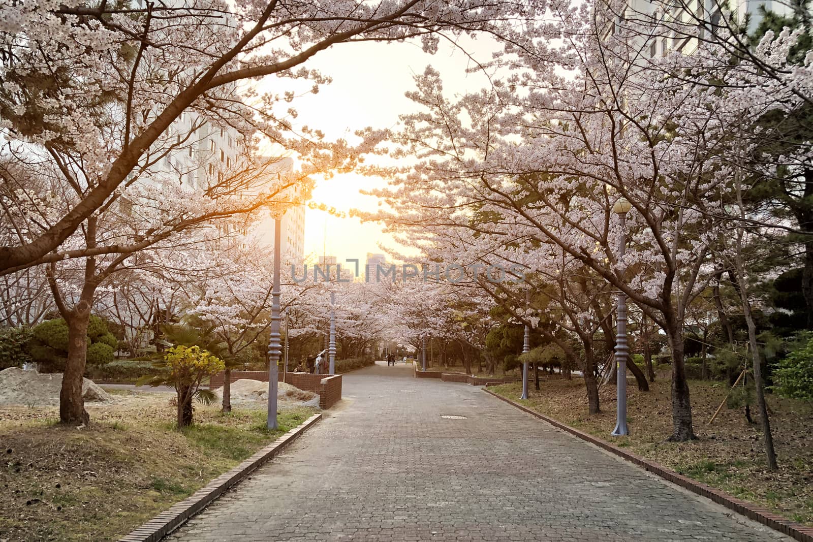 Garden Cherry blossom of Spring in Seoul, South Korea . by Surasak