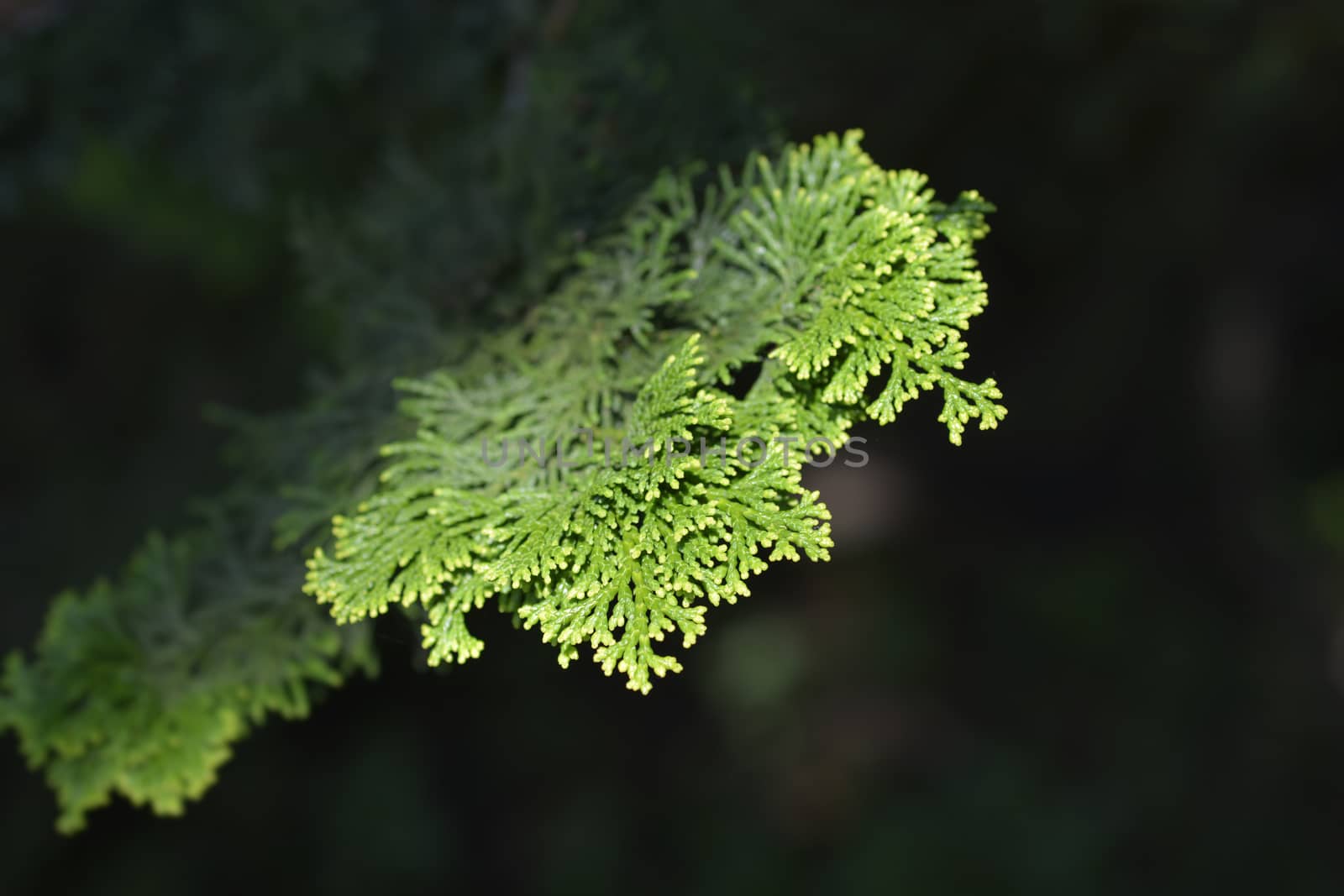 Hinoki cypress branch - Latin name - Chamaecyparis obtusa