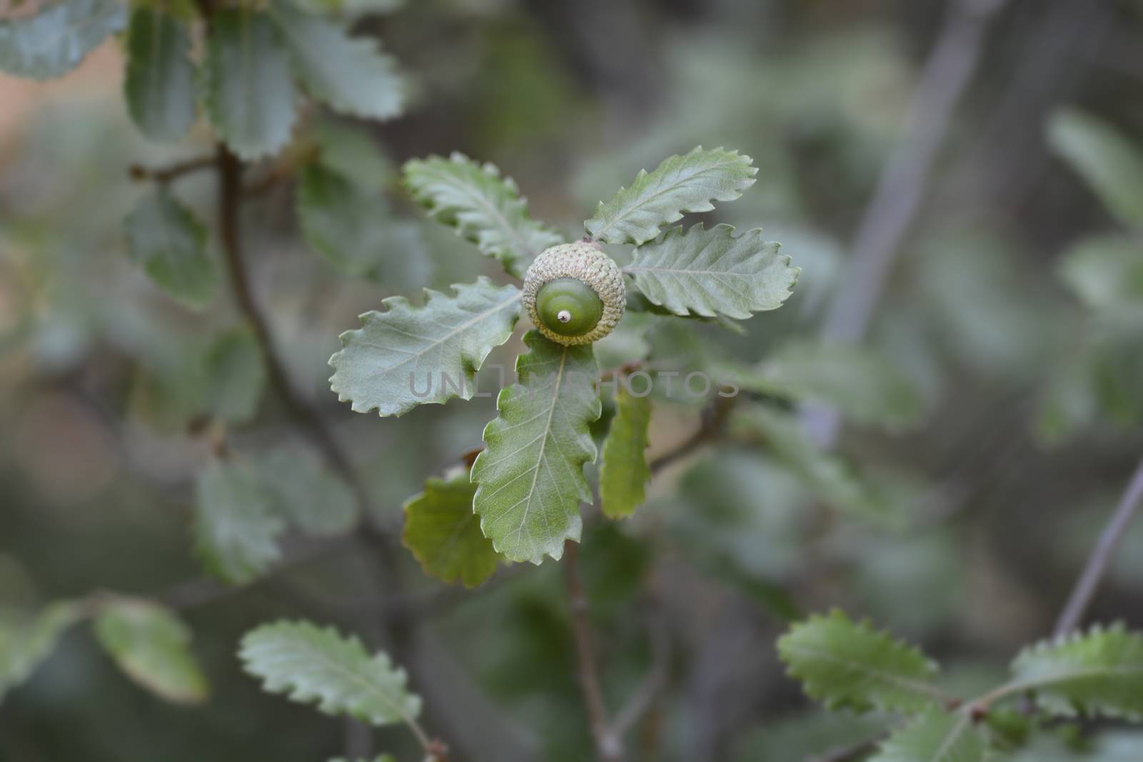 Portuguese oak - Latin name - Quercus faginea