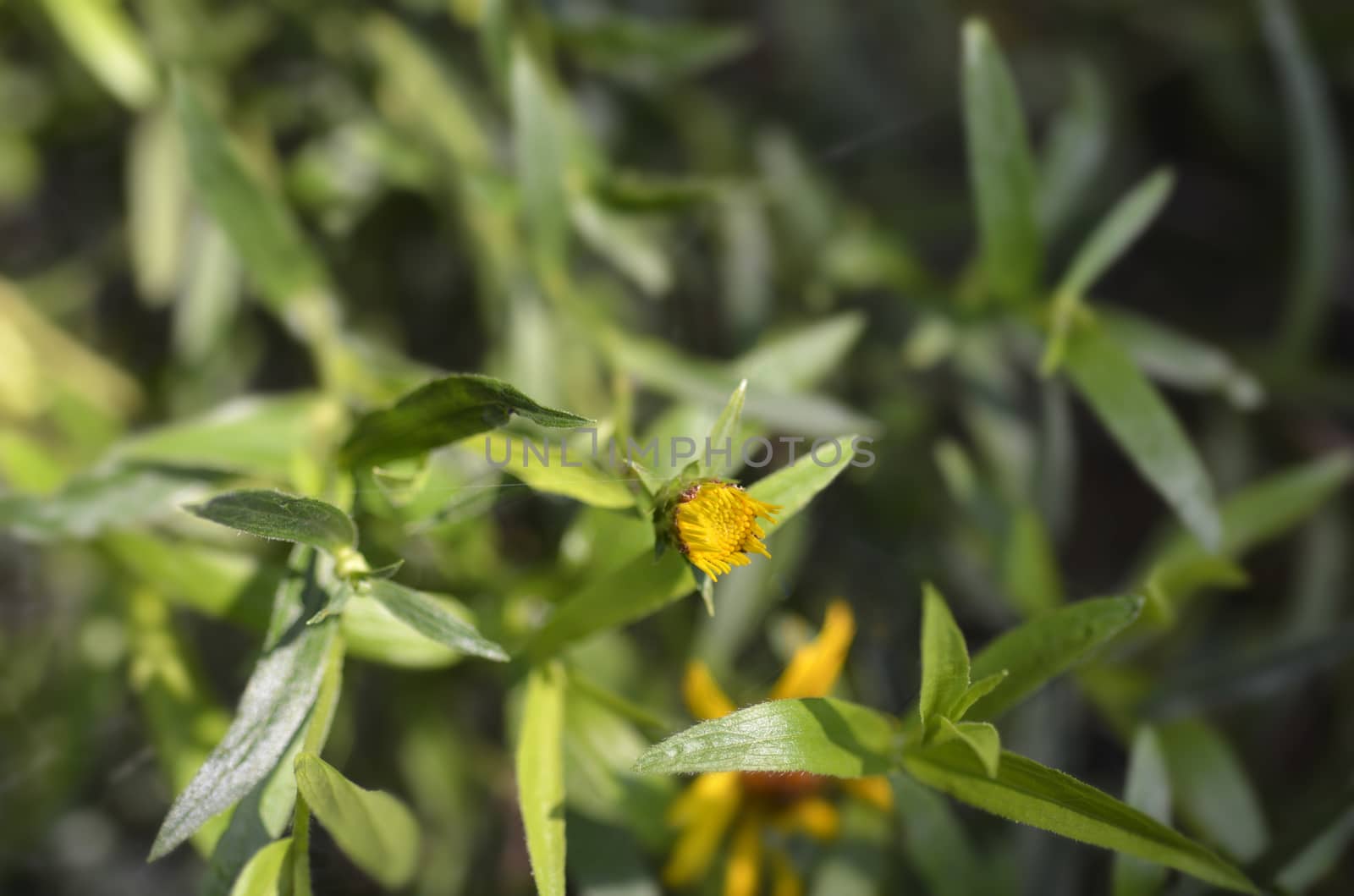 Narrow-leaved fleabane flower - Latin name - Inula ensifolia