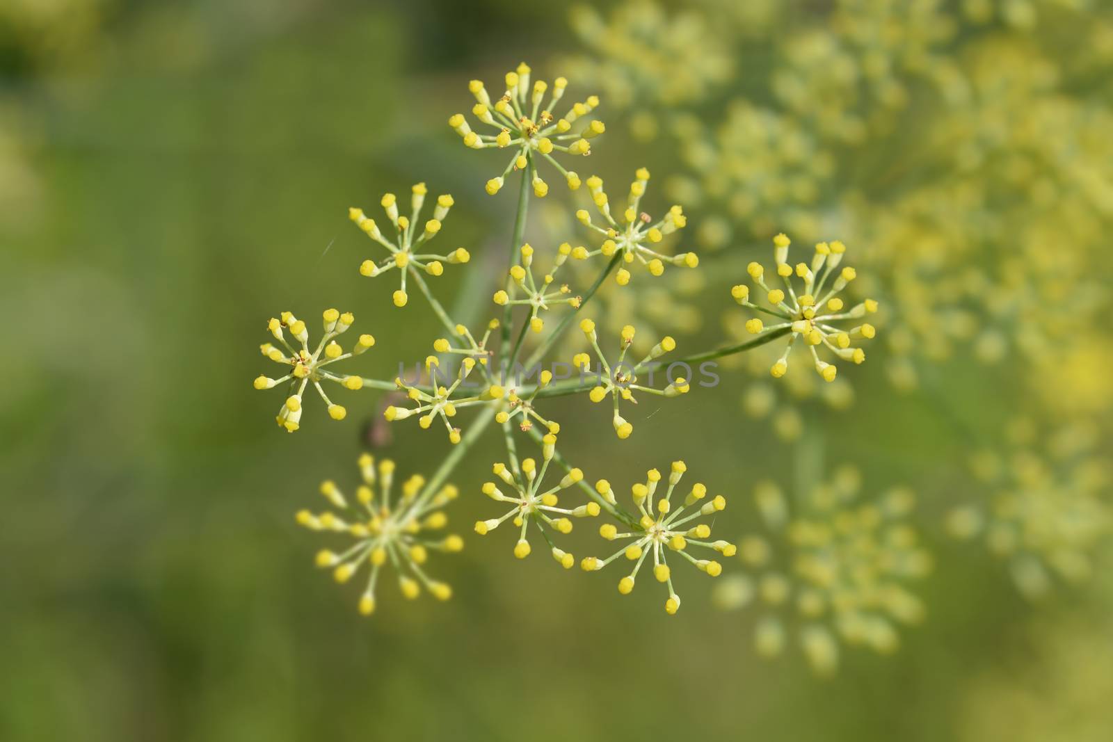 Common fennel - Latin name - Foeniculum vulgare