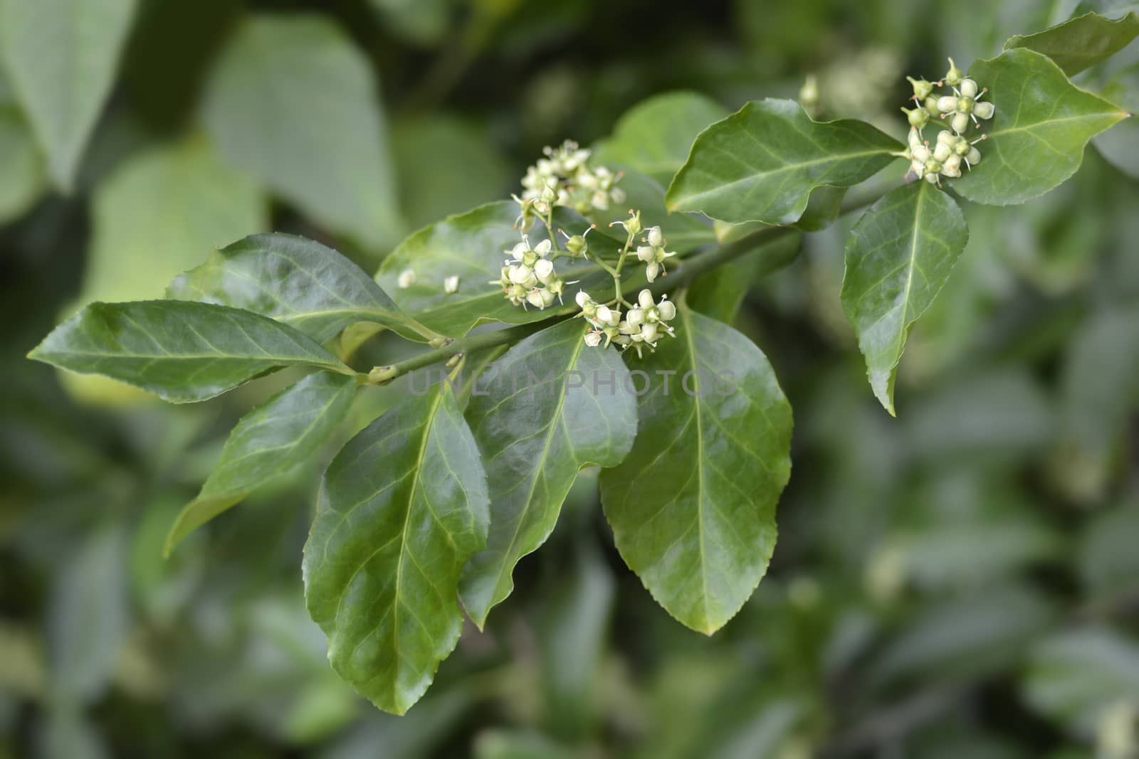 European spindle - Latin name - Euonymus europaeus