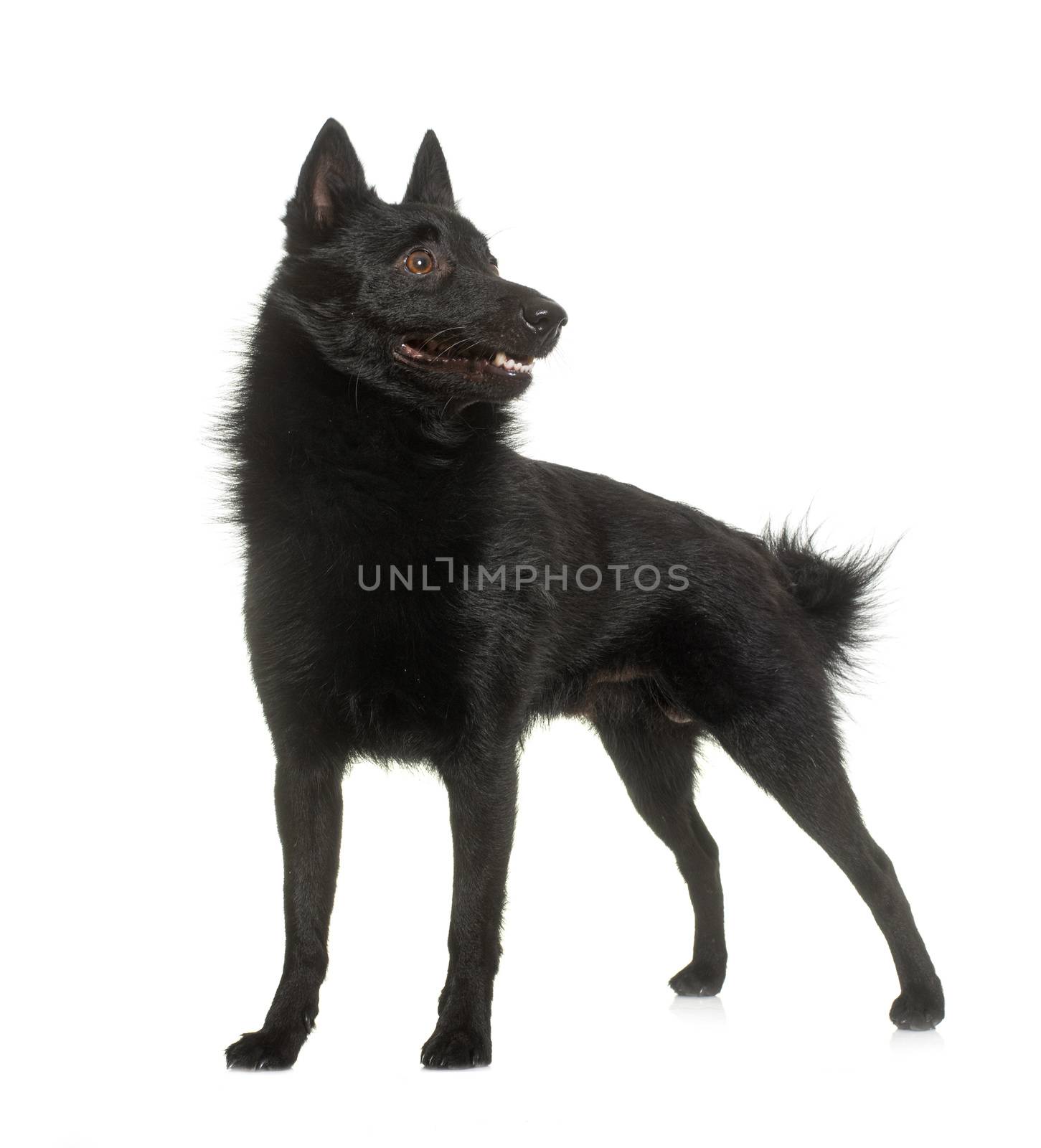 young Schipperke dog in front of white background