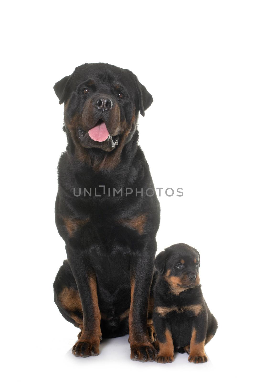 adult and puppy rottweiler by cynoclub