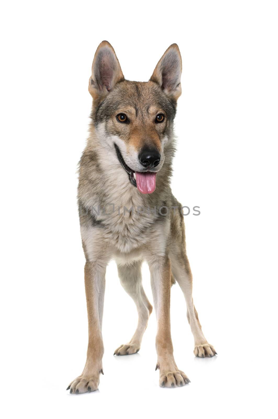  czechoslovakian wolf dog by cynoclub