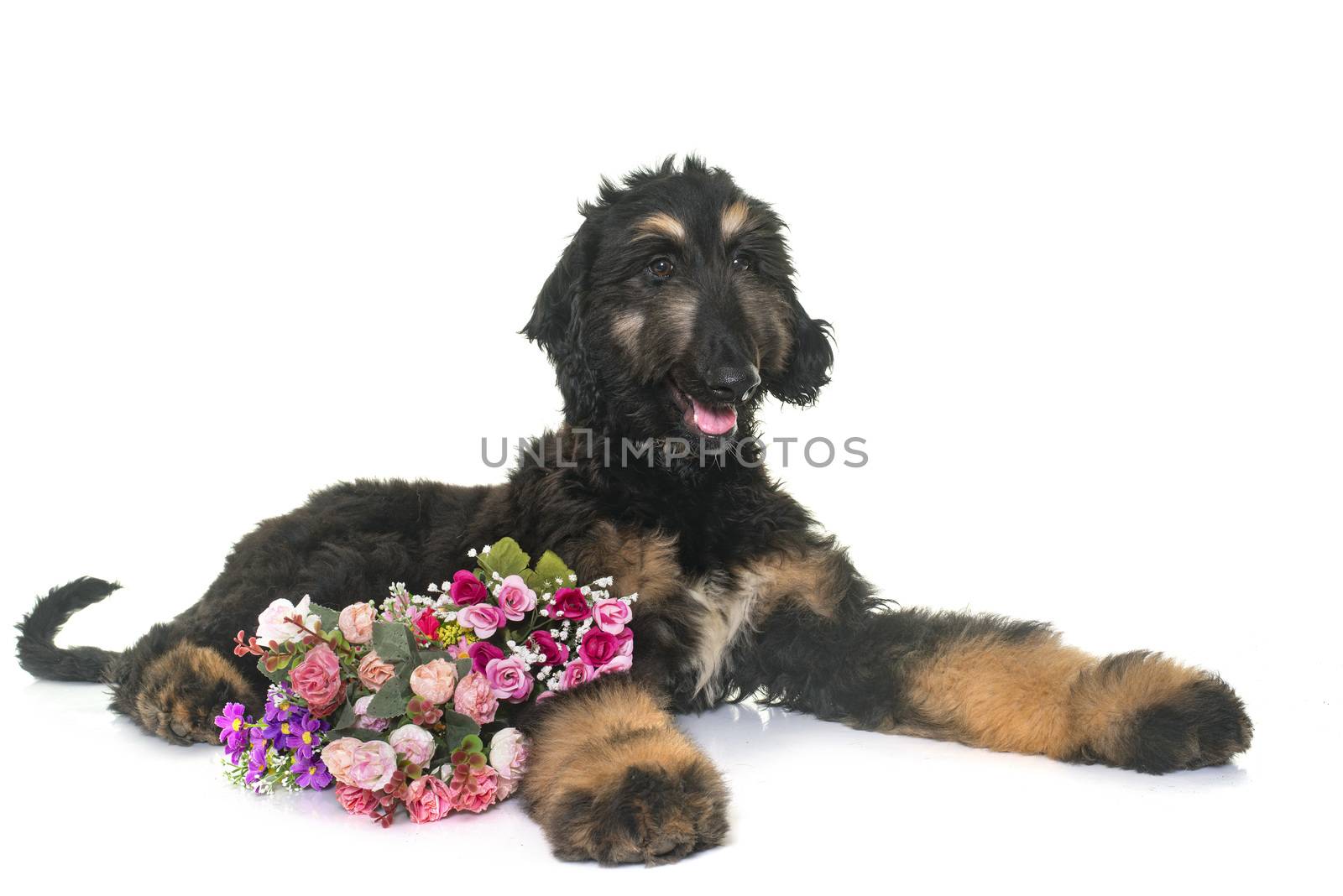 puppy afghan hound in front of white background