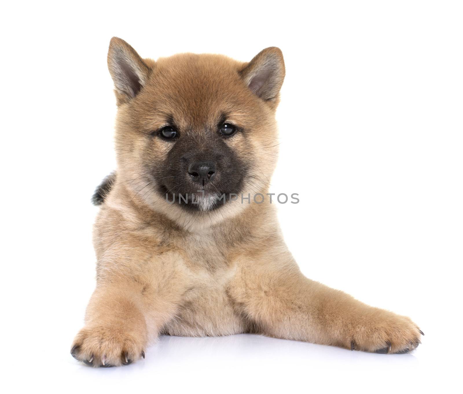 puppy shiba inu in front of white background