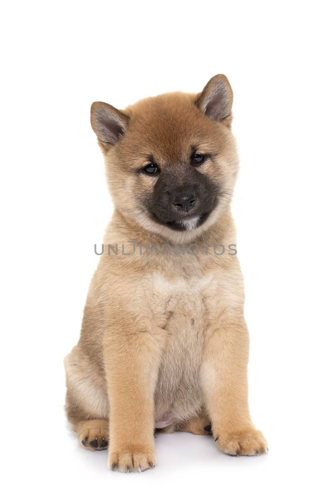 puppy shiba inu in front of white background