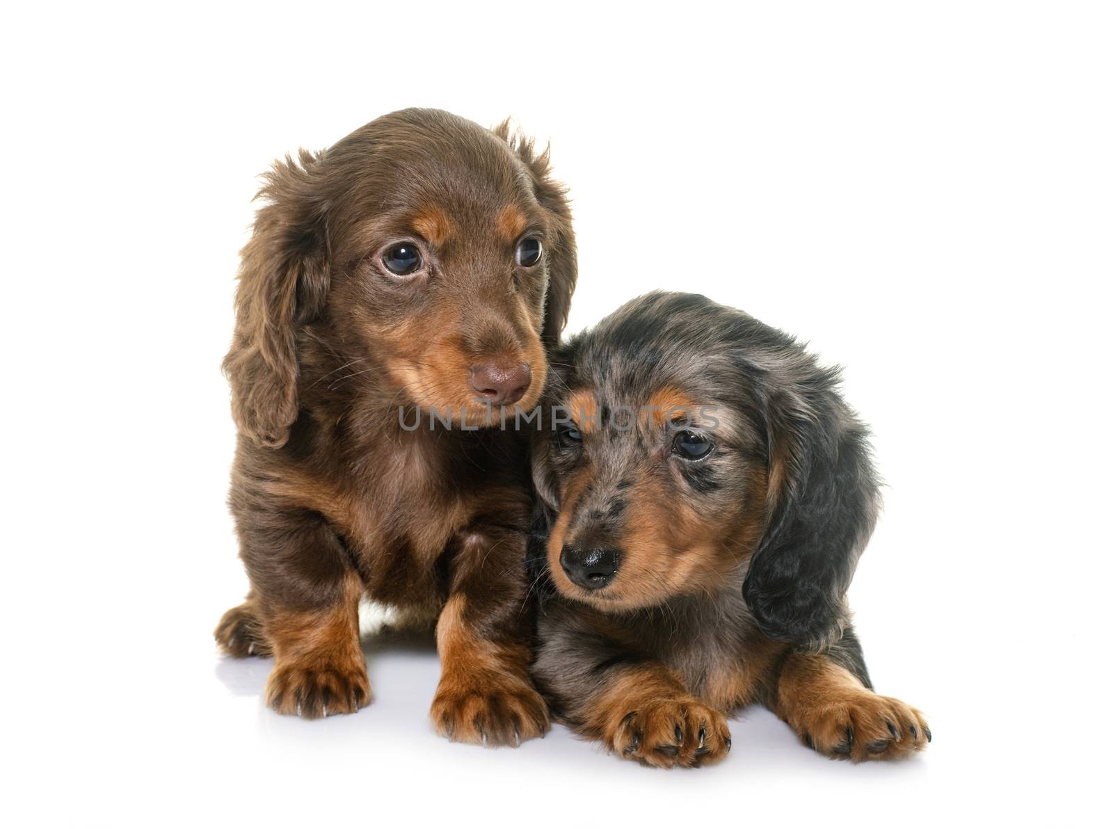 puppies dachshund in front of white background
