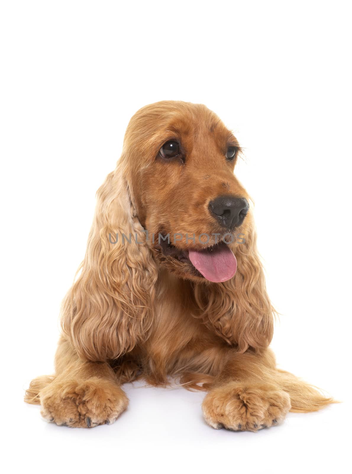 cocker spaniel in front of white background