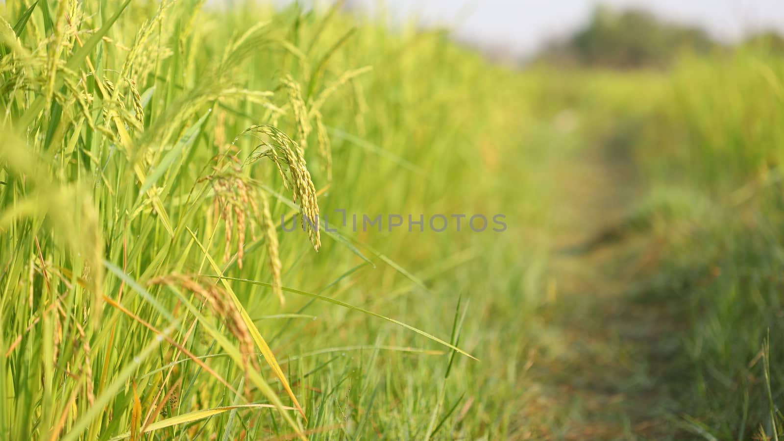 Rice paddy field under sunlight