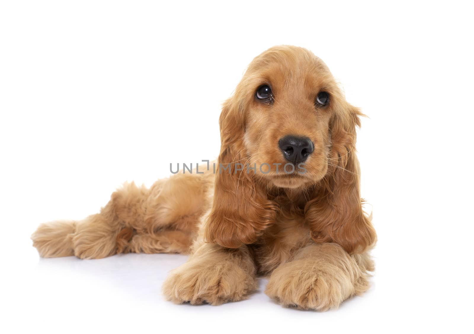 puppy cocker spaniel in front of white background