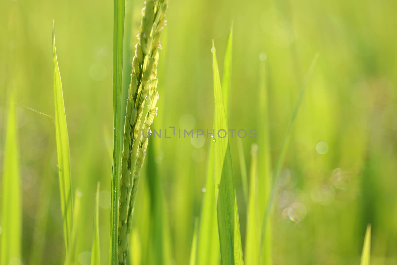 Green leaves close up under sunlight