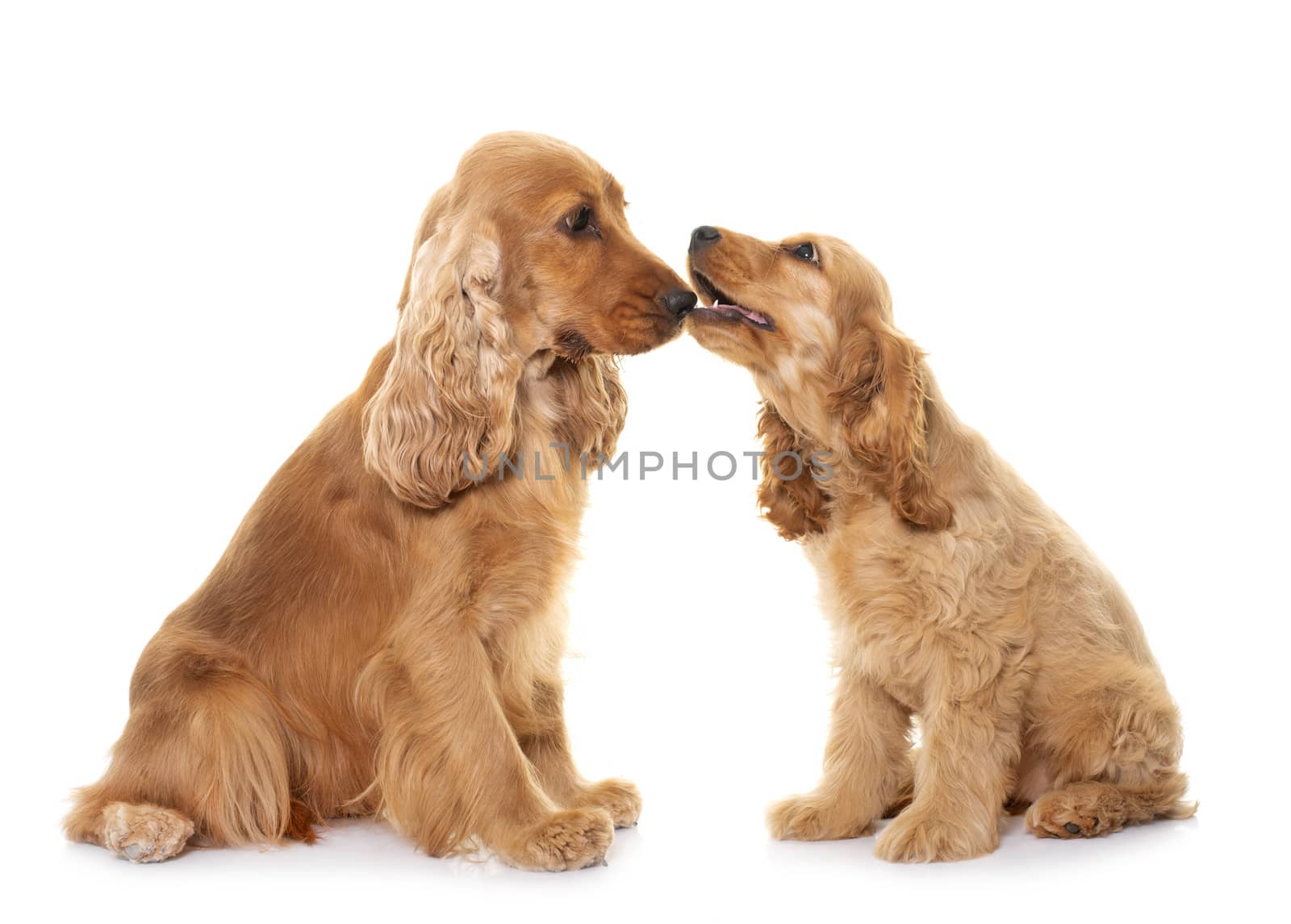 two cocker spaniel in front of white background