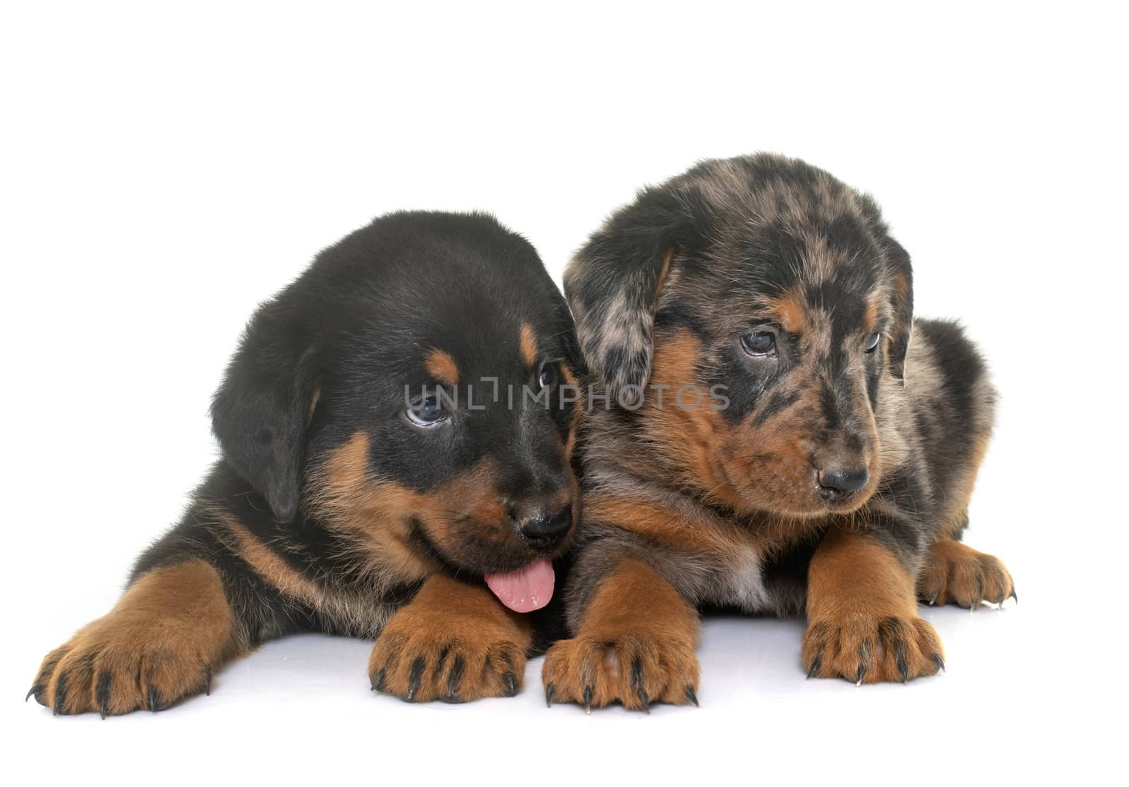 beauceron puppies in front of white background