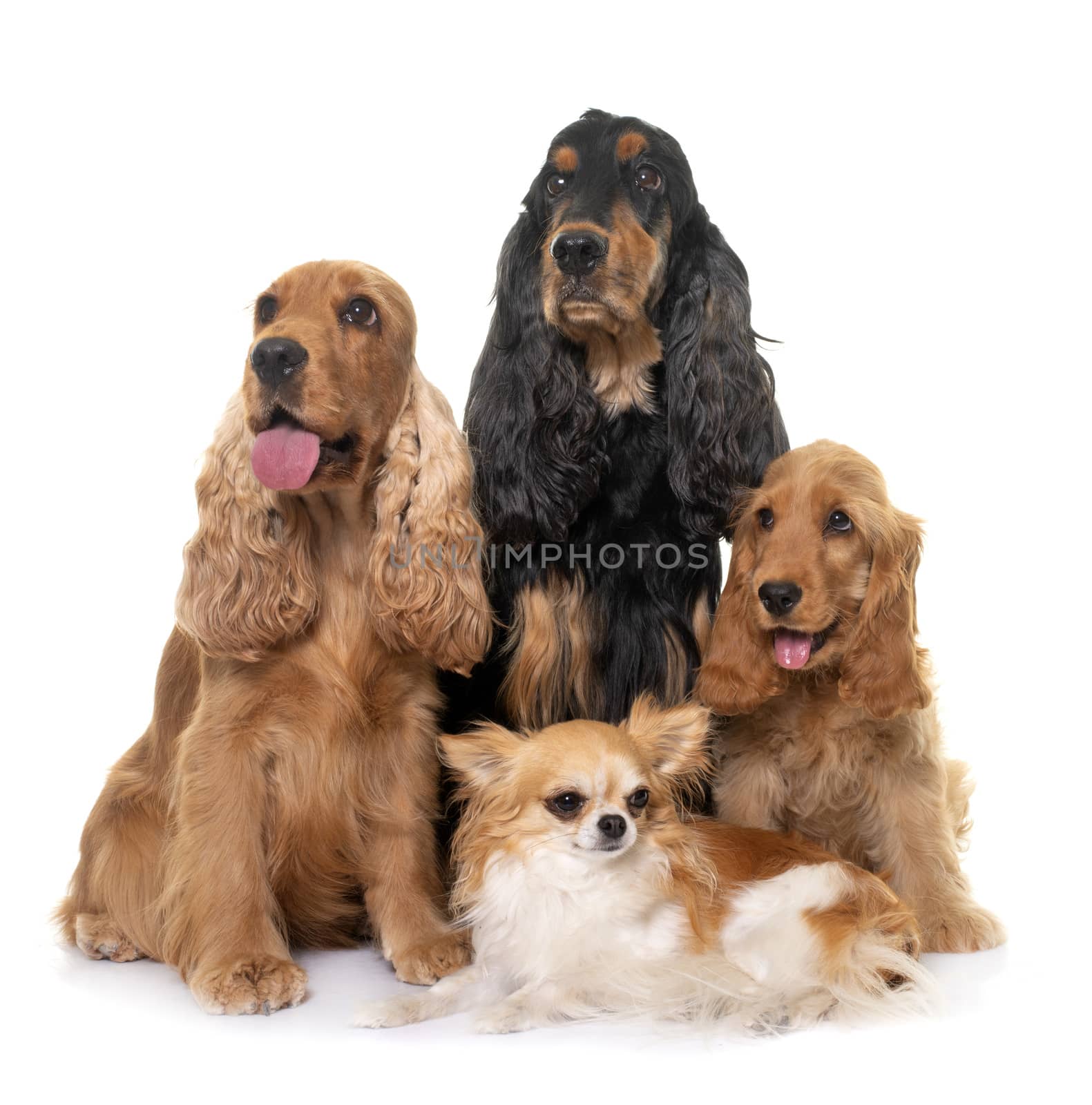 three cocker spaniel and chihuahua in front of white background