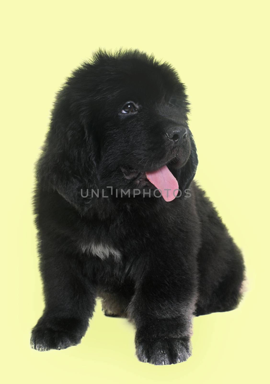 puppy newfoundland dog in front of yellow background