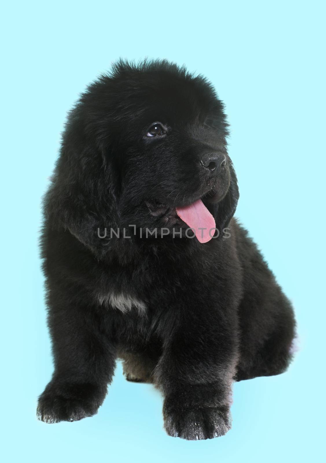 puppy newfoundland dog in front of blue background
