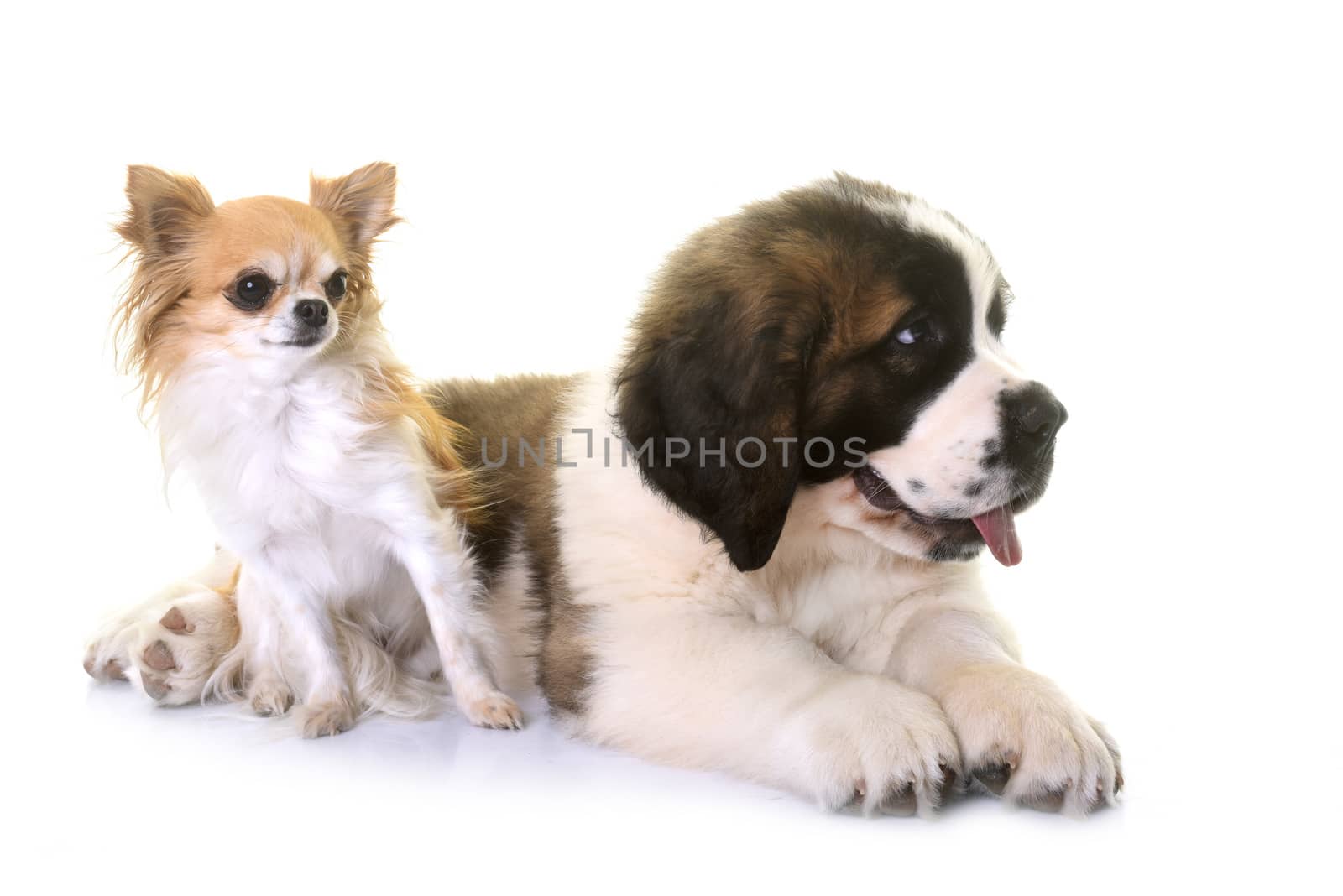 puppy saint bernard and chihuahua in front of white background