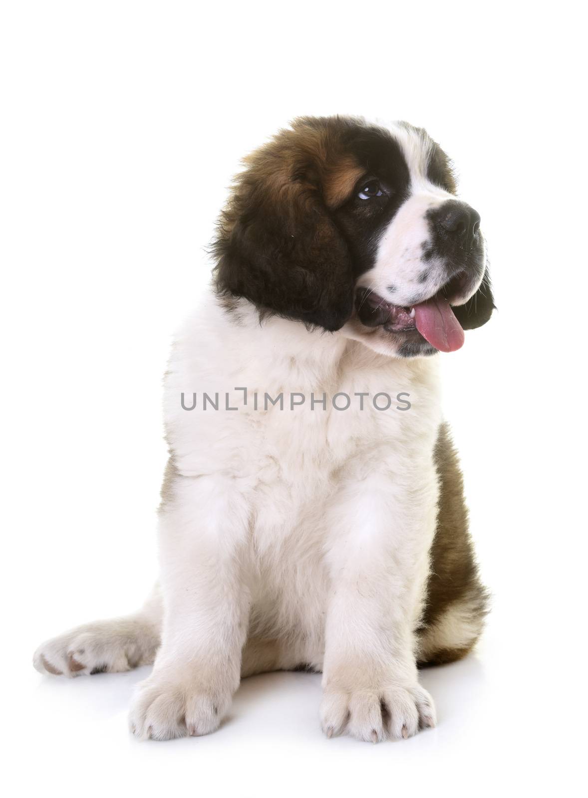 puppy saint bernard in front of white background