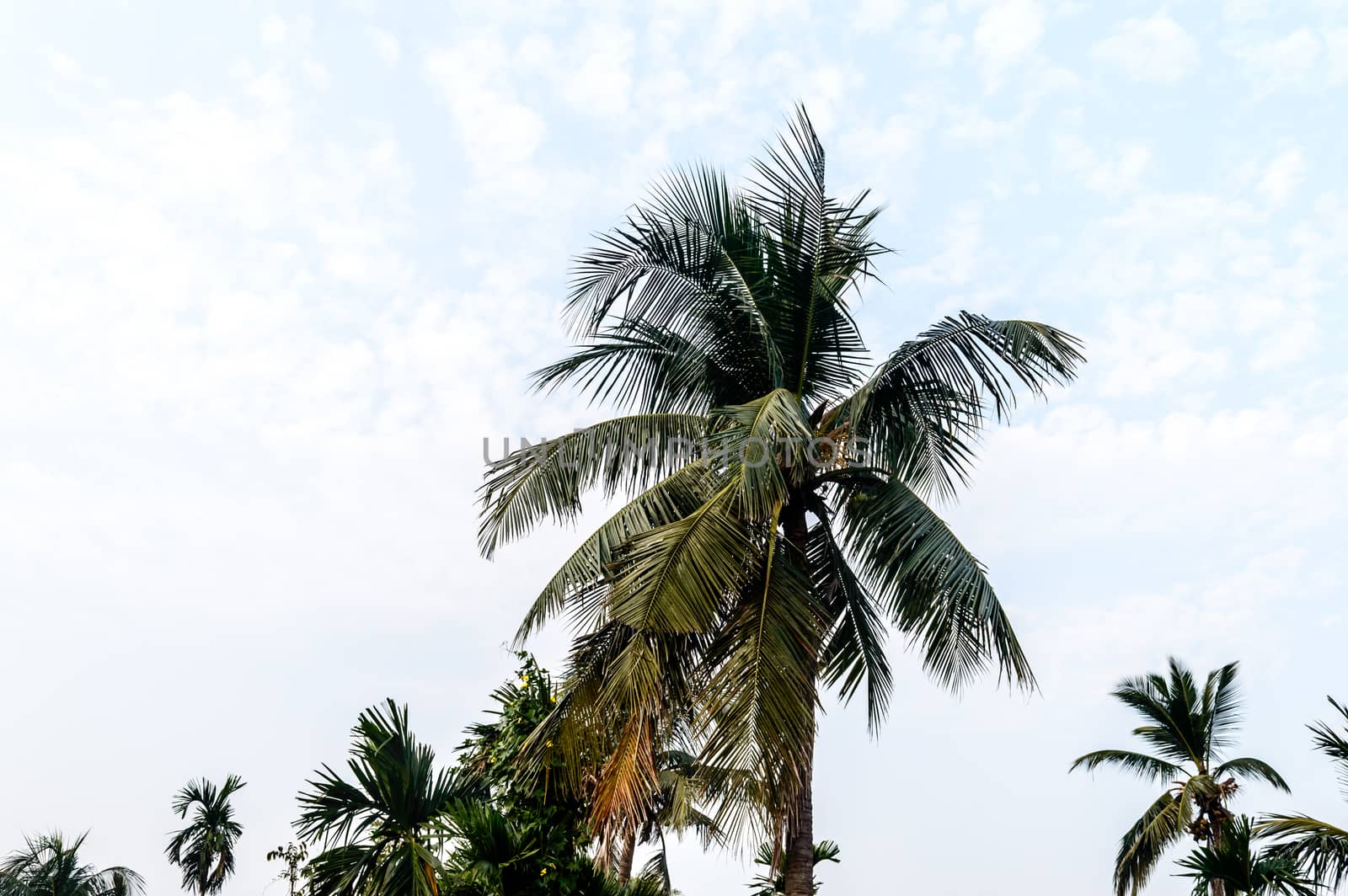 Coconut Palm tree background photo in Autumn seasonal theme back-lit but vibrant color sunrise sky. Palm tree in illuminated by sunlight. Goa Sea Beach India. Beauty in nature horizon Backgrounds. by sudiptabhowmick