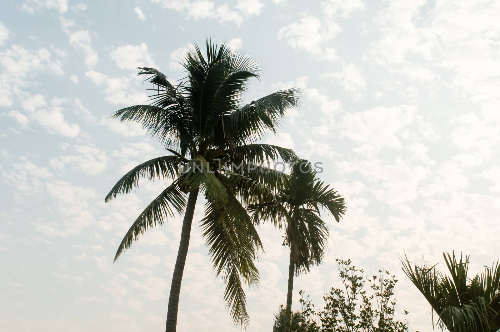 Coconut Palm tree background photo in summer seasonal theme brightly lit by vibrant colour sunset sky. Palm tree in illuminated by sunlight. Goa Sea Beach India. Beauty in nature horizon Backgrounds.