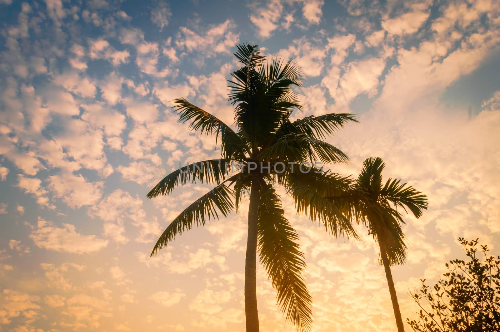 Coconut Palm tree background photo in winter seasonal theme back-lit but vibrant color sunrise sky. Palm tree in silhouette by sunlight. paradise - new Zealand. Beauty in nature horizon Backgrounds. by sudiptabhowmick