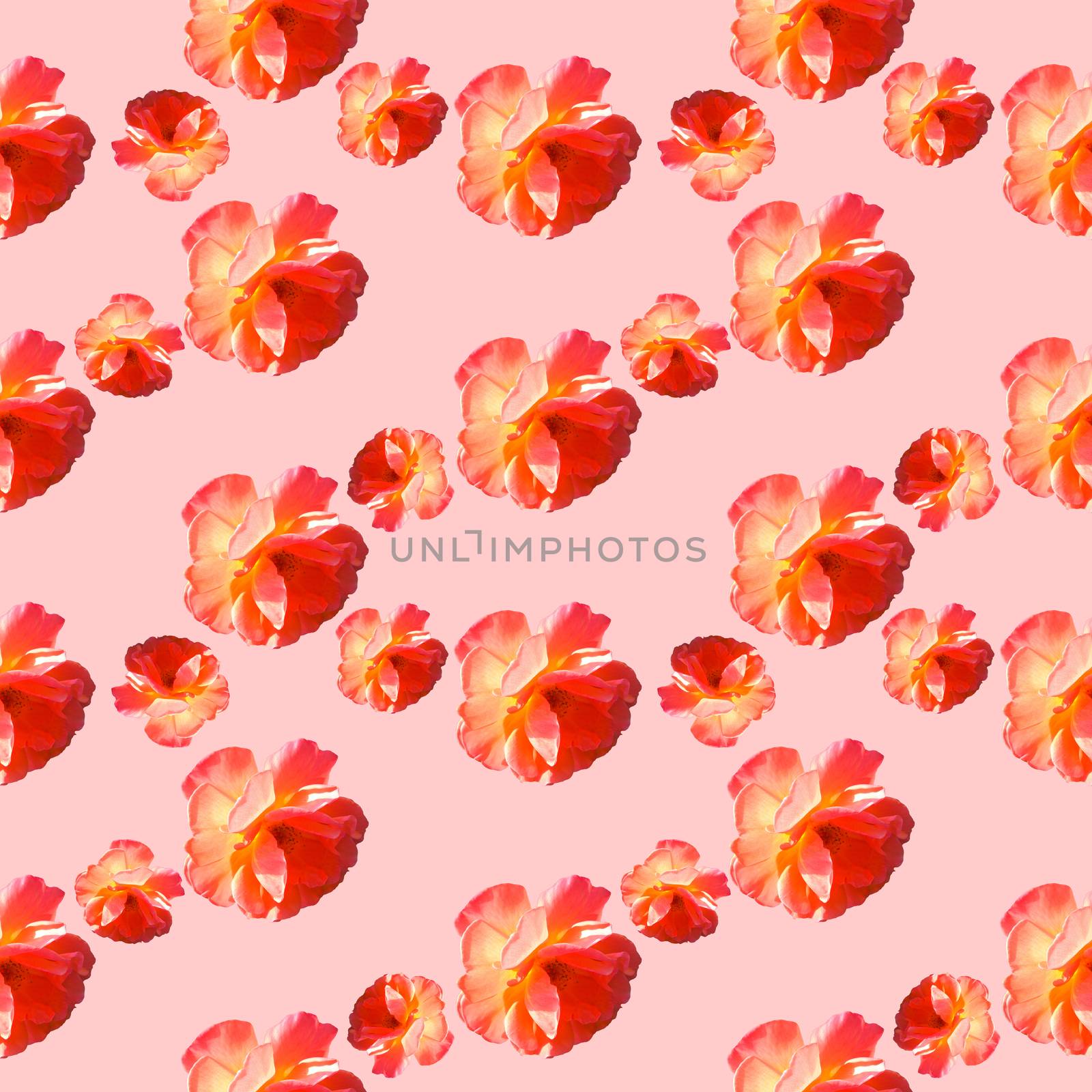 Seamless pattern with roses on a pink background. by LanaLeta