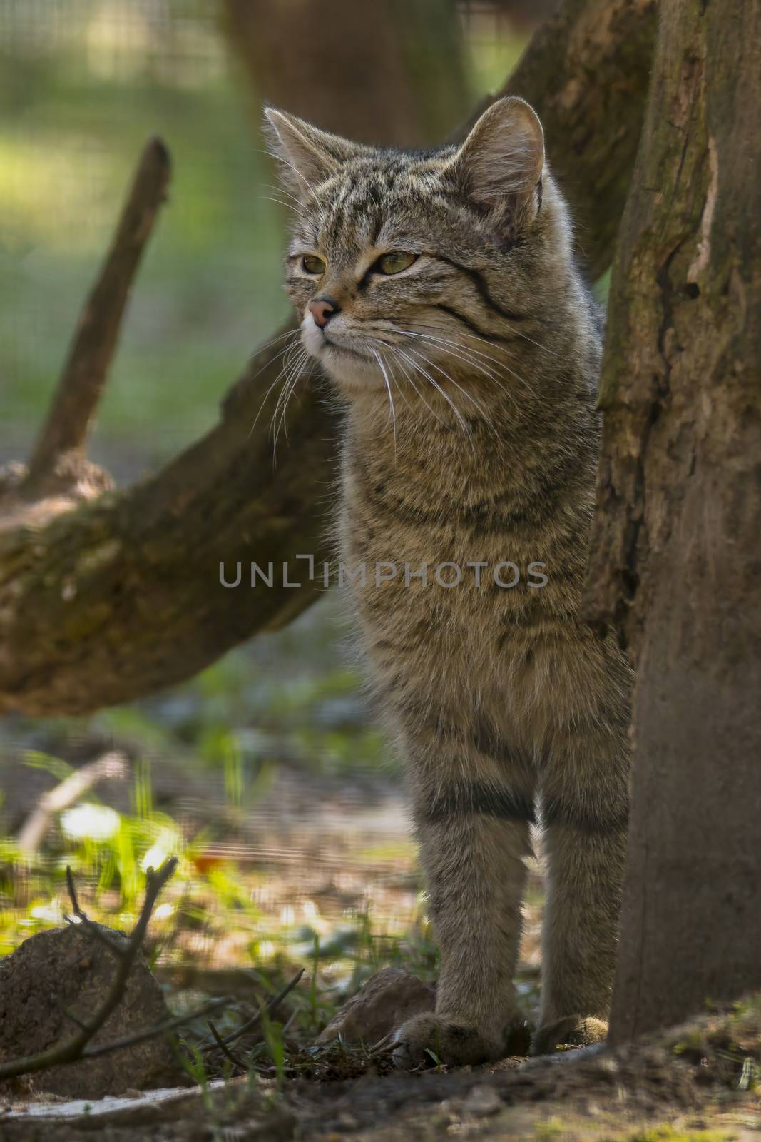 wild cat in the green season leaf forest