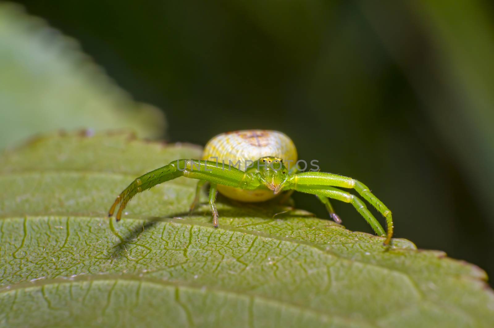 green pumpkin spider on cherry leaf in fresh season nature