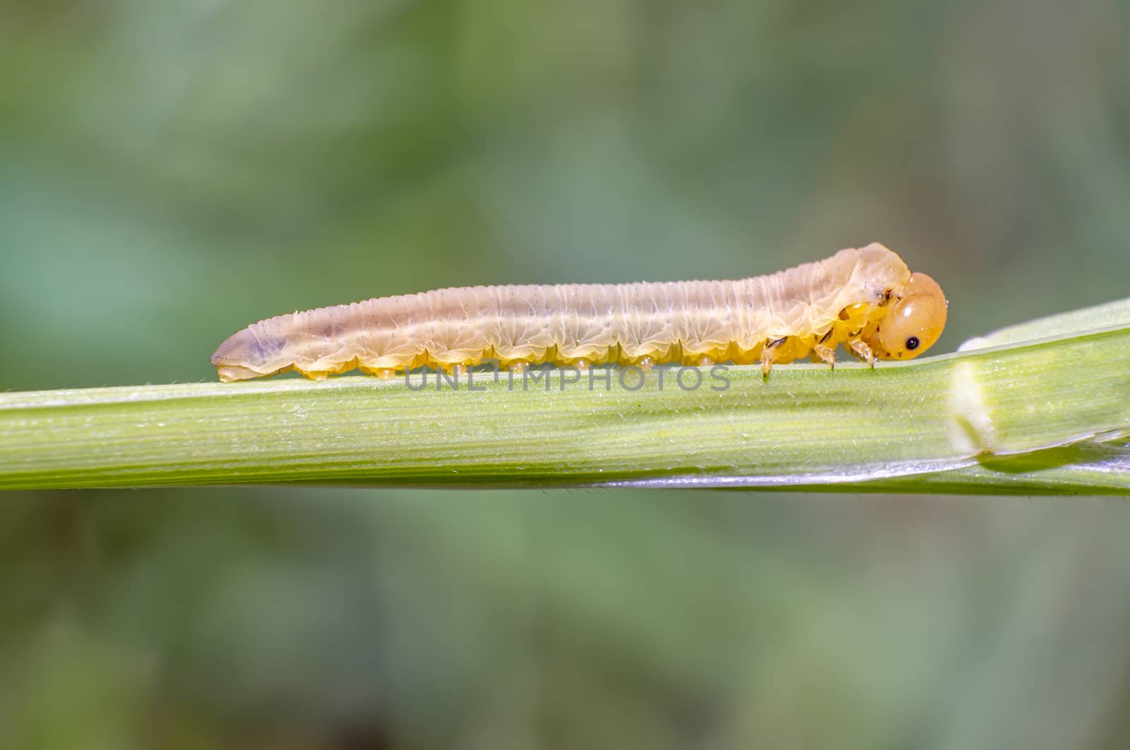 little caterpillar in the green nature season garden