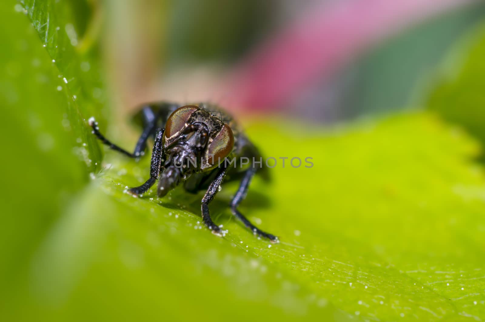 small gas mask fly on green leaf in fresh season nature